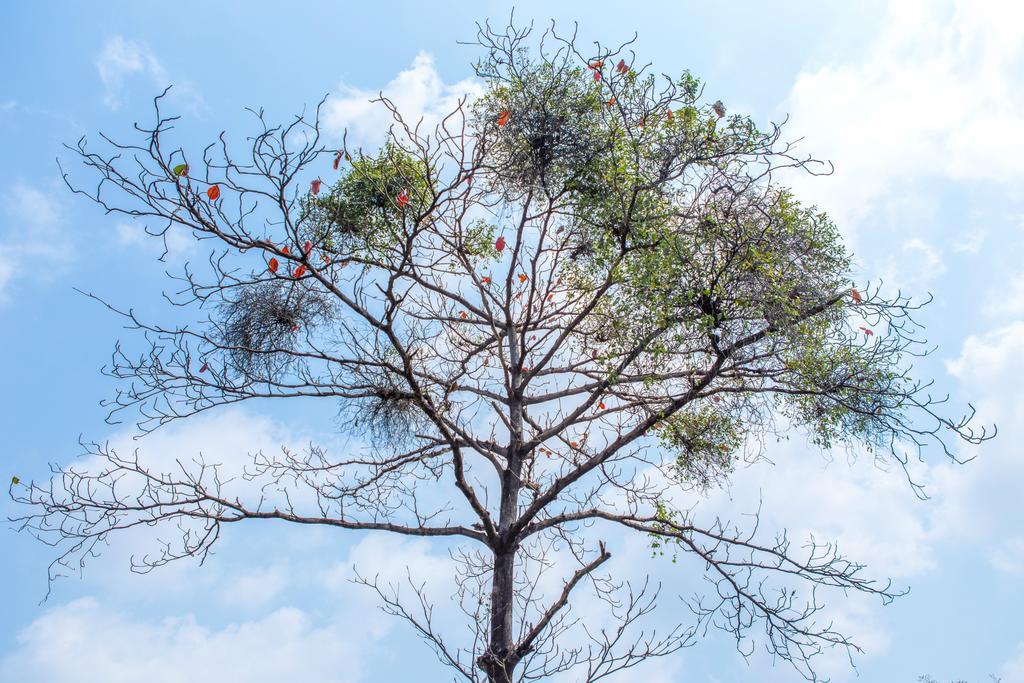 The Capital Resort @ Sukhumvit 50 曼谷 外观 照片 Tree
