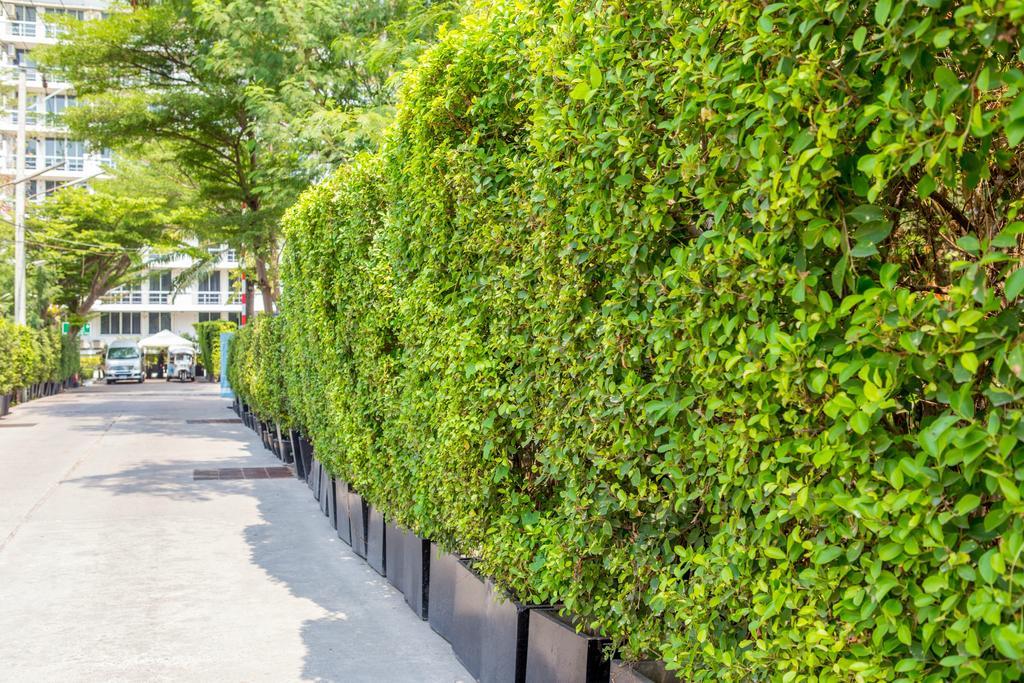 The Capital Resort @ Sukhumvit 50 曼谷 外观 照片 A hedge